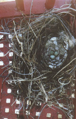 Birds Nest at the top of the Lighthouse stairs